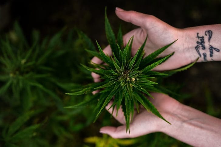 Australia's biggest medicinal cannabis plant to be built in secret Melbourne location 2 medicinal cannabis