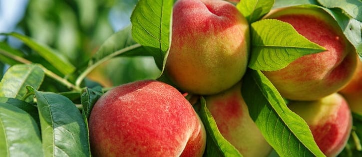 New sensor technology can spotting the sweetest summer fruit