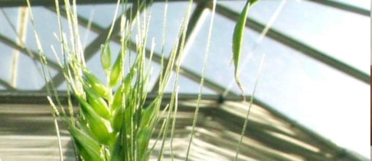 Scientists develop 'rust-resistant' wheat 1 rust-resistant