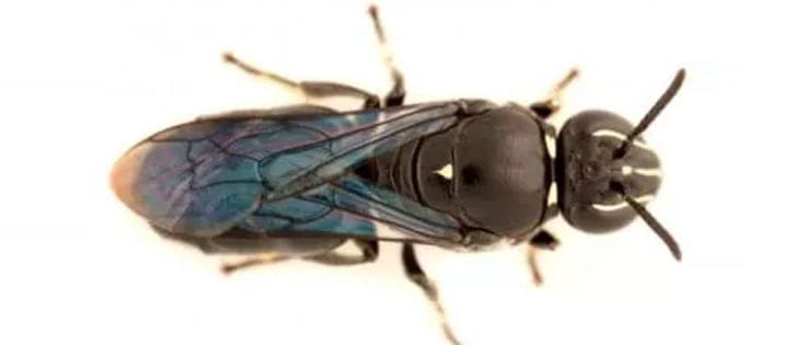 Rare Australian bee
