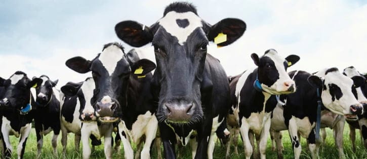 Cows fed small amount of seaweed 86 percent less methane