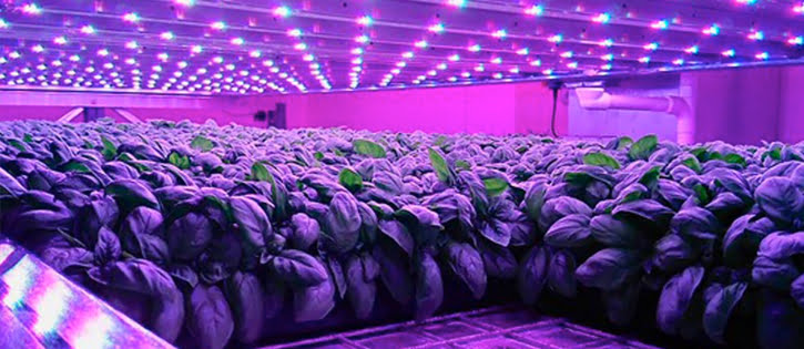 Skies the limit for vertical farm company