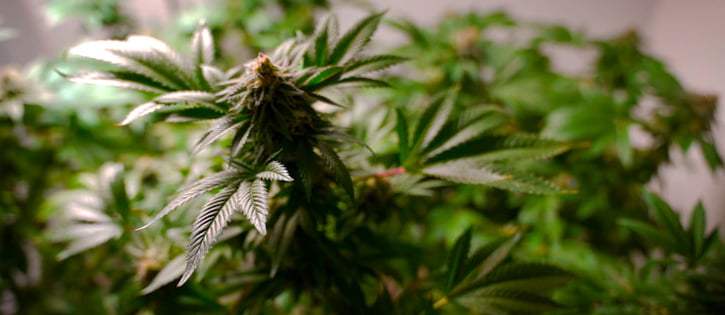 Medicinal cannabis being used by tens of thousands of Australians as access becomes easier 1 Medicinal cannabis