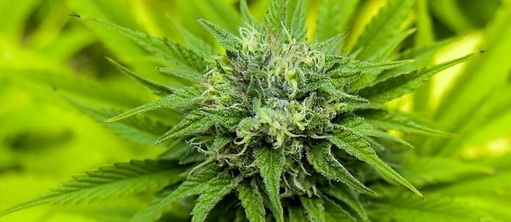cannabis firm