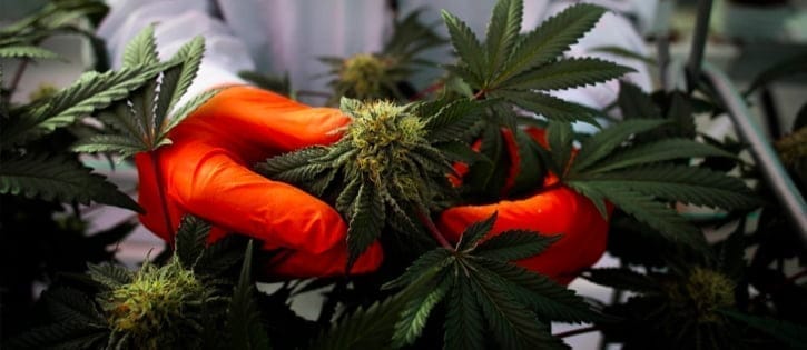 Cannabis company comeback, Cann Group’s busy few months 1 cannabis blog